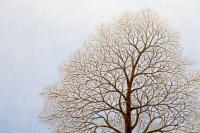 pic/esileht/2025/wintery_cloudberry_tree_001_det.jpg
